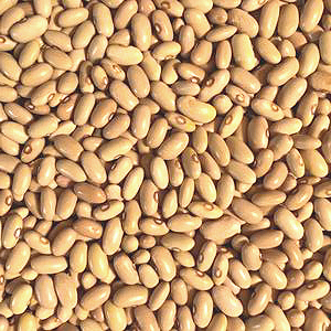 Yellow Arika Beans – Eat Wyoming