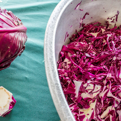 Red cabbage for making raw fermented sauerkraut - Farmer Fred in Lander, Wyoming