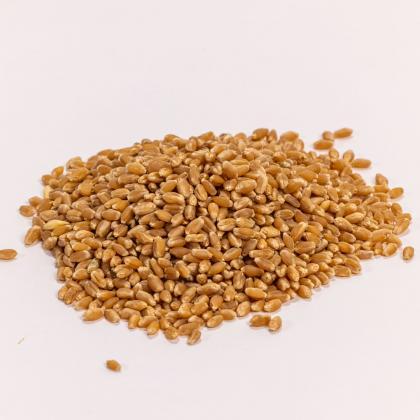 red spring wheat berries