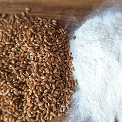 Red Spring Wheat from Wyoming Heritage Grains in Ralston, Wyoming