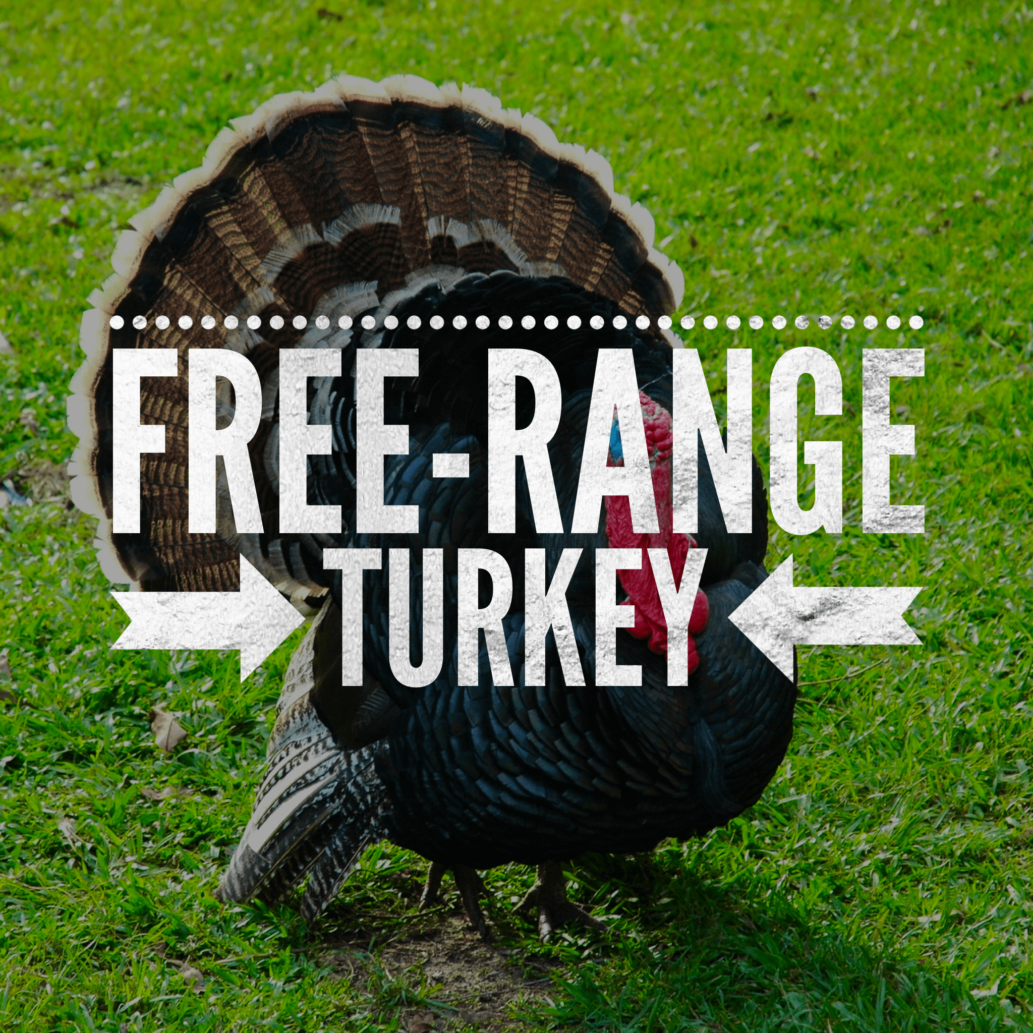 Turkey - Eat Wyoming turkey