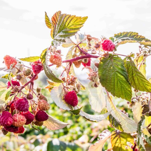 Eat Wyoming Blog - Eat Wyoming