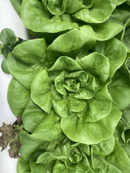 Green Butter Lettuce