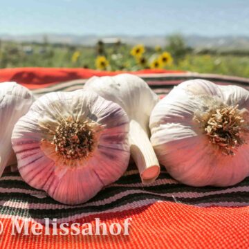 Melissahof Pehoski Purple garlic